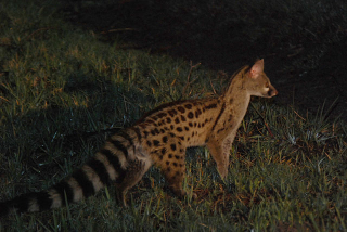 Illustration for article titled Oh nothing, just a genet riding a buffalo